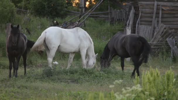 Caballos — Vídeos de Stock