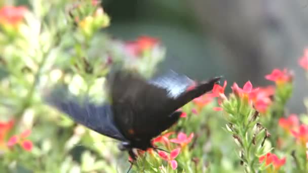 Papillon fermer 
