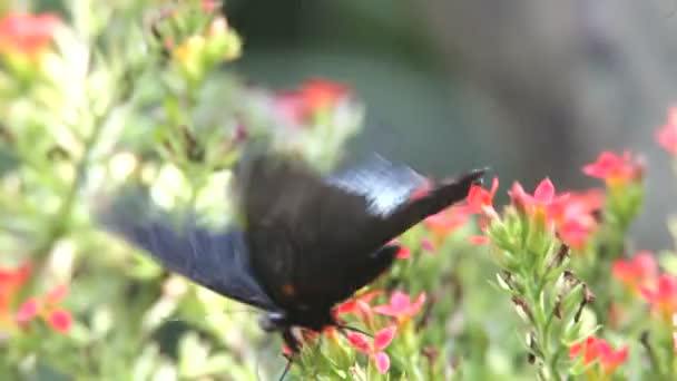 Borboleta perto — Vídeo de Stock