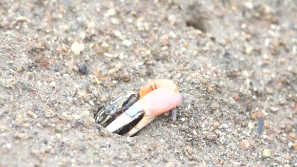 螃蟹在沙上 — 图库视频影像