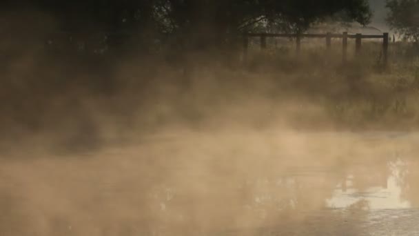 Nebbia, primavera — Video Stock