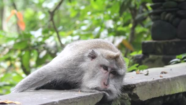 Apen, Indonesië. — Stockvideo