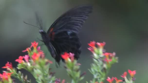 Borboleta perto — Vídeo de Stock