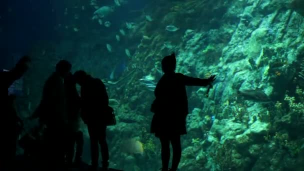 Big aquarium at oceanarium — Stock Video