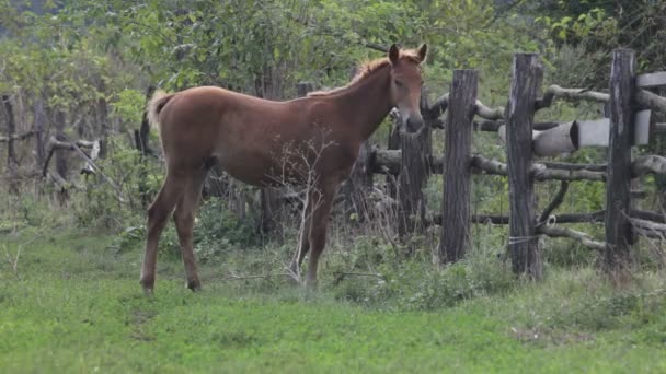 Pferd auf dem Feld — Stockvideo