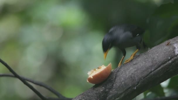 Tropische vogels eten van fruit — Stockvideo