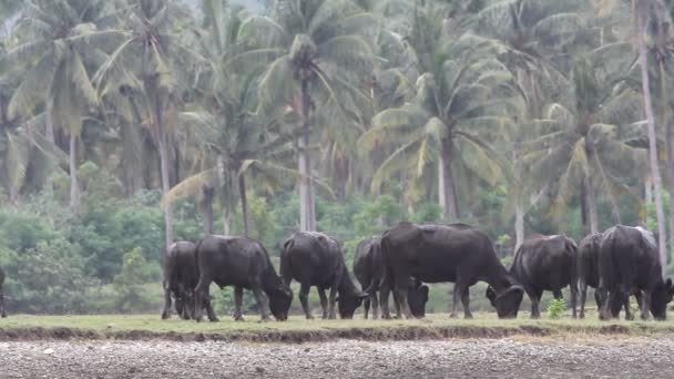 Cow, Asia — Stock Video