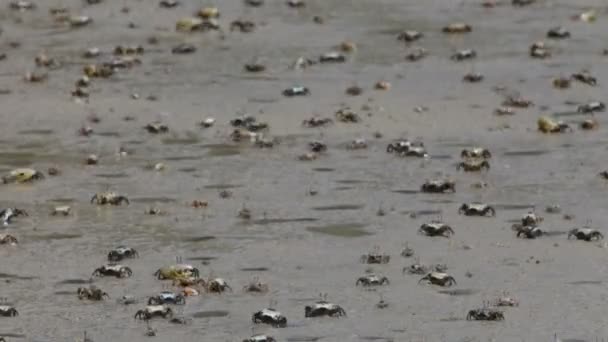 Crabs on the beach — Stock Video