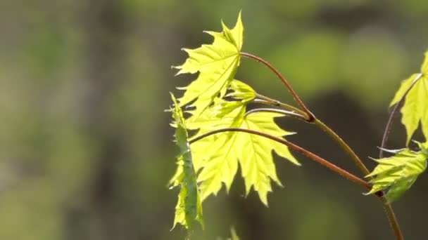 Branch of fresh green maple foliage — Stock Video