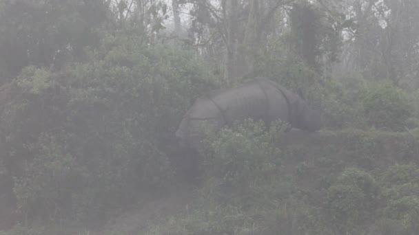 Indio rinoceronte con cuernos en el parque nacional Royal Chitwan en Nepal — Vídeos de Stock