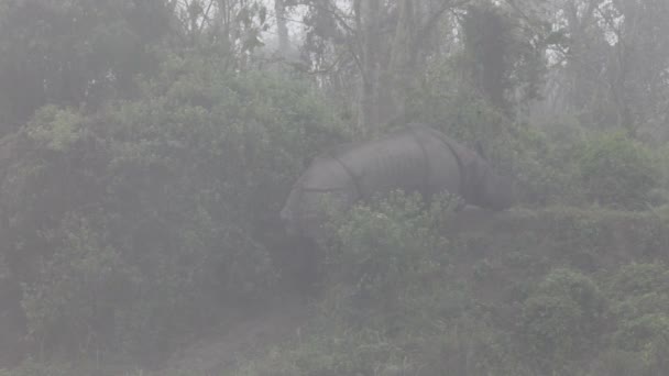 Nosorožec indický jeden rohatou royal chitwan national park v Nepálu — Stock video