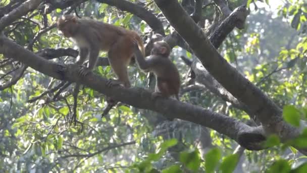 猴子在树中 — 图库视频影像