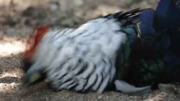 雉鸡 — 图库视频影像