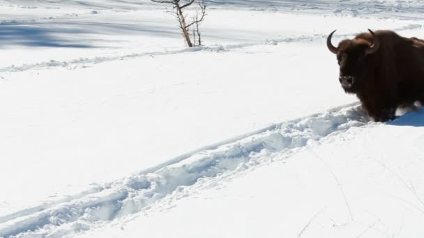 Bison en hiver — Video