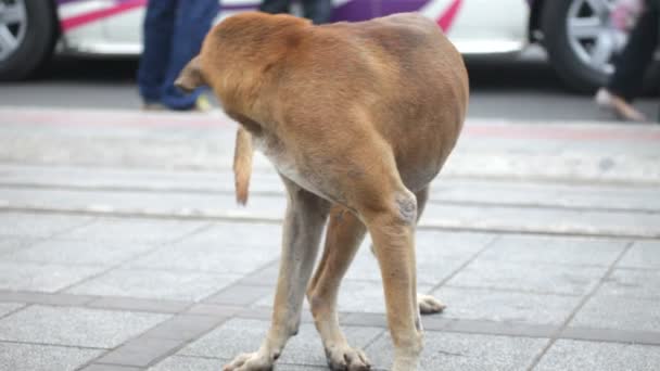 Cão selvagem — Vídeo de Stock