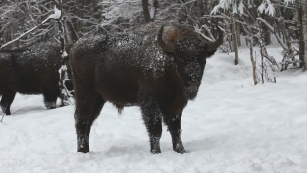 Bison το χειμώνα — Αρχείο Βίντεο