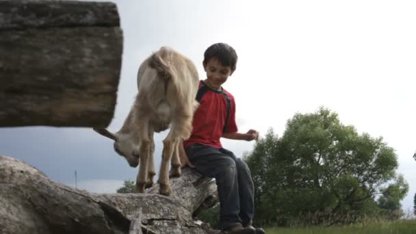 Boy and goat — Stock Video