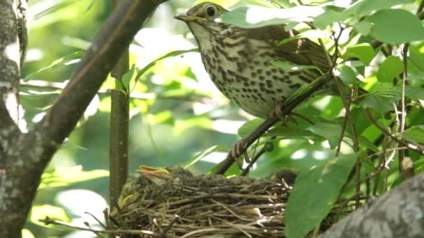 Ouzel, Babyvögel, Nest — Stockvideo