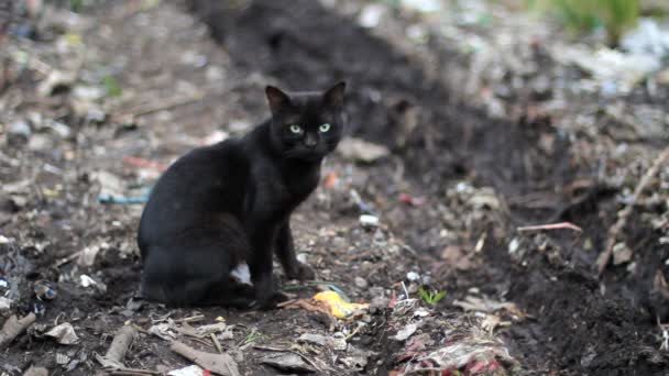 Gato sem abrigo — Vídeo de Stock