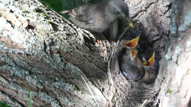 Ouzel, Babyvögel, Nest — Stockvideo