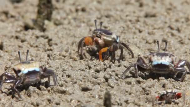 Krab op een zand — Stockvideo