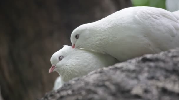 Love and pigeons — Stock Video