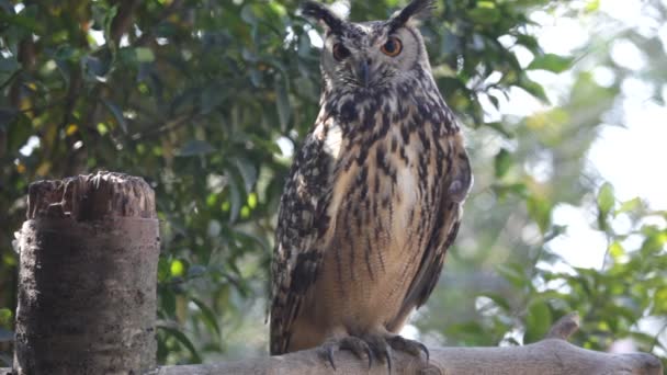 Portrait de hibou 