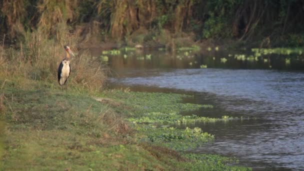 Aves de chitwan. Nepal. — Vídeo de stock