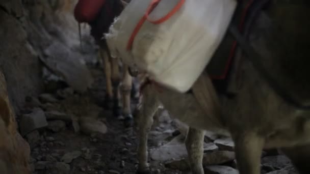 Donkey in mountains — Stock Video