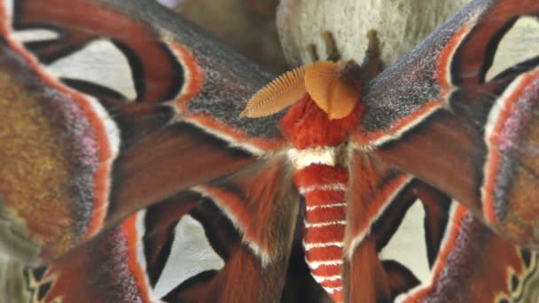 Butterfly Attacus atlas close up — Stock Video