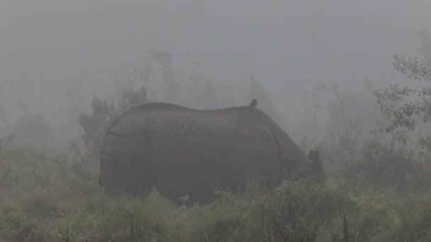 Indyjski jeden nosorożec rogatego w park narodowy chitwan królewskiej w Nepalu — Wideo stockowe