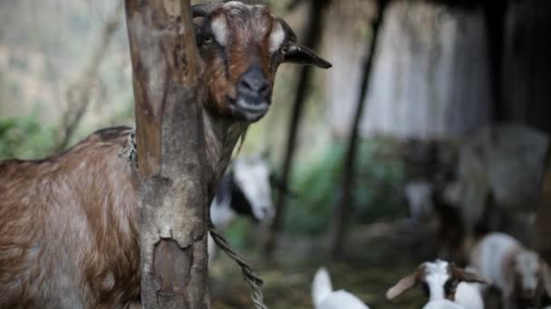 Goat, portrait. — Stock Video