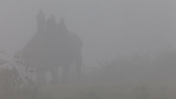 亚洲大象。尼泊尔. — 图库视频影像