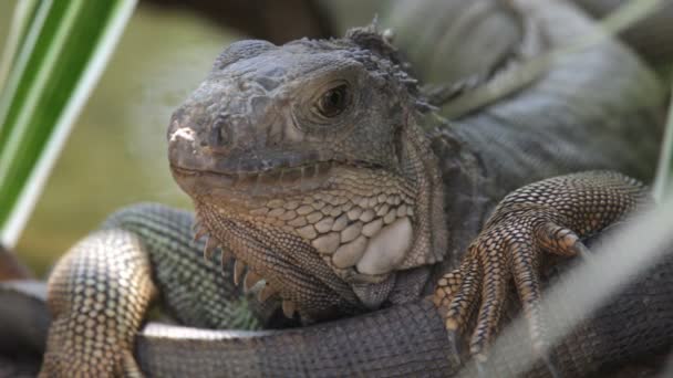 Iguana — Vídeo de Stock