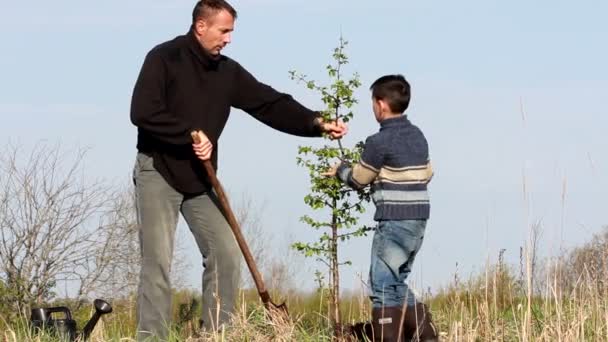 Vater und Sohn pflanzen einen Baum. — Stockvideo