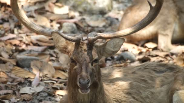 Red deer. Mountains. — Stock Video