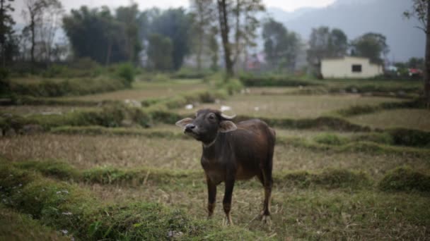Корова, Азия — стоковое видео