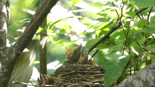 Ouzel, baby birds, nest — Stock Video