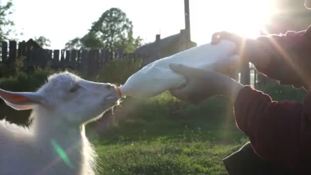 Botella de caprino alimenta leche a una cabra a mano . — Vídeos de Stock