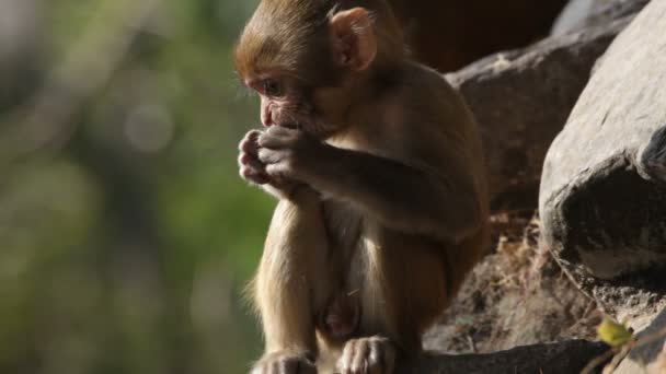singes