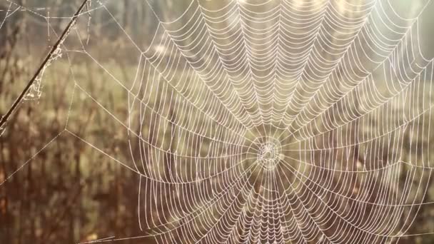 Web, herbe — Video