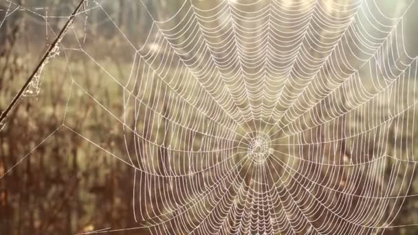 Web, grass — Stock Video