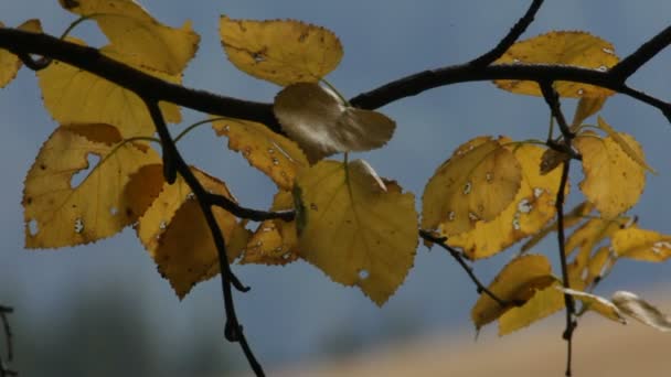 Automne, toundra — Video