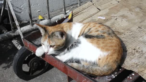 Obdachlose Katze — Stockvideo