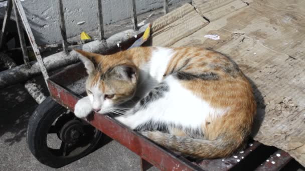 Chat sans abri 