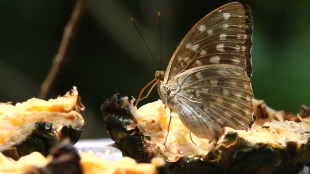 Borboleta perto — Vídeo de Stock