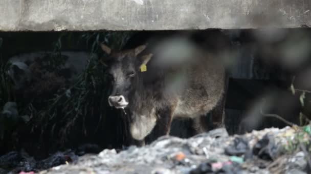 ゴミを食べる牛. — ストック動画