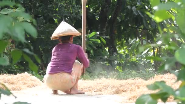 Agricultura, arroz e trabalho manual — Vídeo de Stock