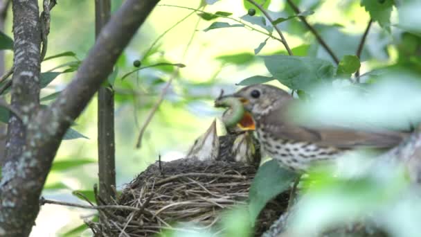 Ouzel, fågelungar, häckar — Stockvideo