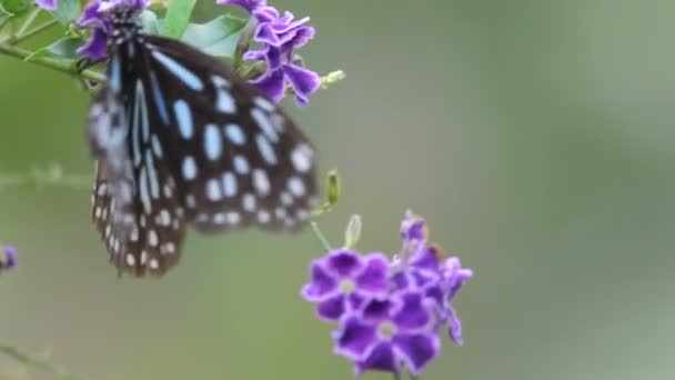 Mariposa de cerca — Vídeo de stock